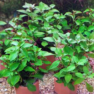 루드지아 레펜스 포트수초 어항 수족관 장식