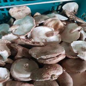 100% 산지 식당용 직접재베 표고버섯  파지 4kg