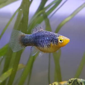 [신세계수족관] 헬멧 플래티 3~4cm급 4마리