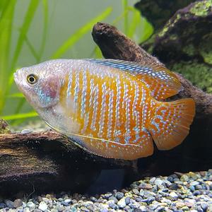 [신세계수족관] 드워프 구라미 5cm급 2마리