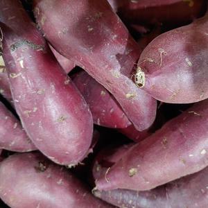 황금열매 국내산 프리미엄 맛있는 꿀 고구마 밤고구마 중과 10kg