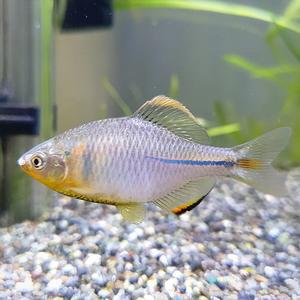 [신세계수족관] 관상용 민물고기 각시붕어 3cm 랜덤 5마리