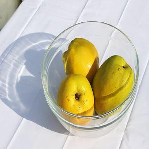 모과 청도모과 햇모과 10KG1박스