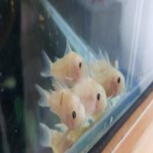 [스누피아쿠아] 화이트팬더 숏핀 코리도라스 유어 5마리