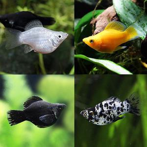 피알피쉬 수족관 관상어 열대어 풍선몰리 2마리