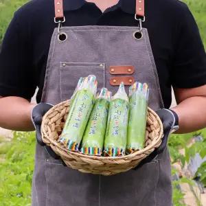 국내산 애호박 10개 인큐애호박 상 혼합