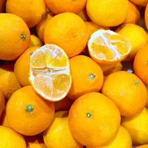 제주 고당도 황금향 가정용 못난이 5kg 10kg