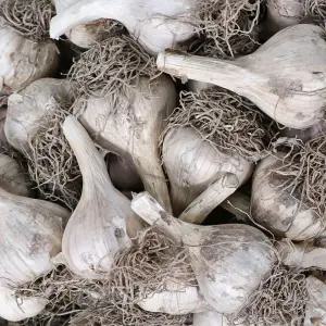 옥이네청과 햇 의성마늘 한접 대 3.3kg 내외 토종 육쪽 마늘