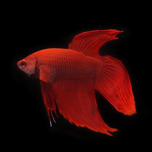 베일테일 베타 레드 1마리