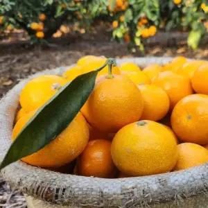 제주 서귀포 조생 노지귤 감귤 10kg 대과