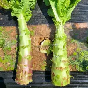 당일수확 국내산 생궁채 2kg 줄기상추