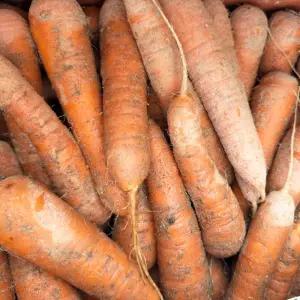 국내산 제주 구좌 햇당근 흙당근 쥬스용 5kg 10kg