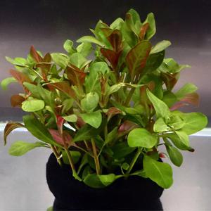 레인보우 실토리수초-루드위지아 레펜스 L 어항 수족관 은신처 영양토 와비쿠사 수화초