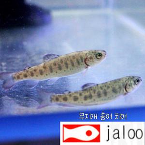 생먹이 자루 무지개 송어 치어 1마리 ~