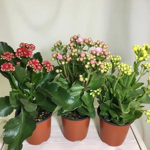 [소나무길] (3개묶음)  몽글몽글 겹꽃 칼란디바 095 화원 농원