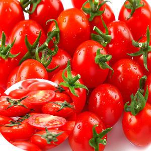 유기농 대추 방울토마토 산지 단마토