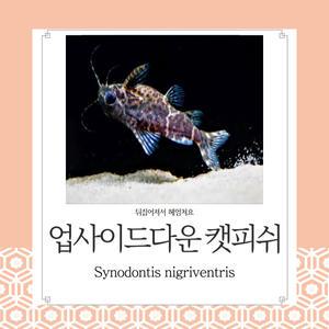 업사이드 다운 캣피쉬 거꾸로 헤어치는 특이한 배영하는 물고기 관상용 열대어 어항 수족관 생먹이자루