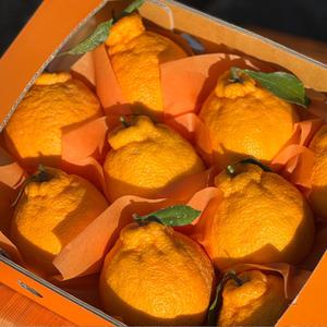 제주 선물용 한라봉 4.5kg내외 대과(10-17과 내외)