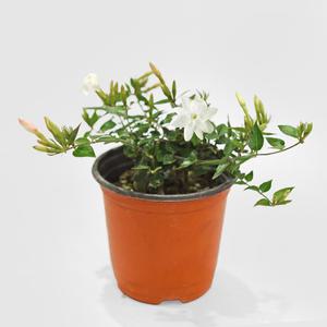 차이니즈 자스민 소형 인테리어 실내 공기정화 반려식물