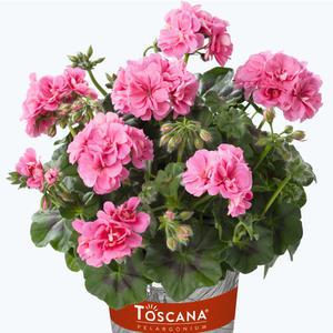 아이비제라늄 메디오 엘케 (어린모종 8cm분)