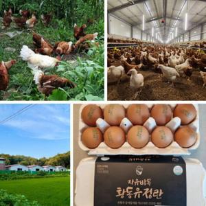 난각번호 1번 유정란 계란 황동 명품 산란당일 자연방사 자유방목 생계란 동물복지