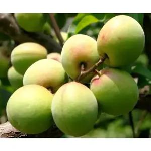 향수농원 매실나무 개량풍후 특왕매실 접목1년생 묘목