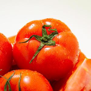 [더조은푸드] 산지 국내산 싱싱한 완숙찰토마토 3kg (1-3번과)