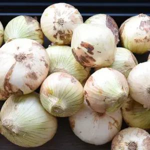 [산지직송] 단단한 황토 무안 햇 양파(특대) 5kg