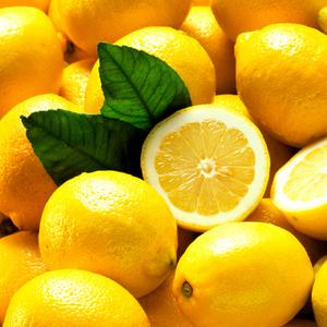 프리미엄 팬시 레몬 10과 20과 업소용 쥬스용 주스용 특품