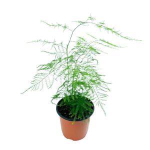 글라스가든 아스파라거스 나누스 소품 반음지 음지 인테리어 실내공기정화식물 화초 키우기