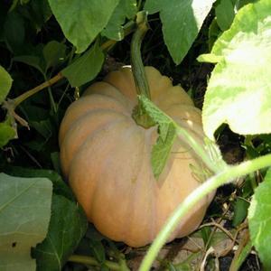 늙은호박 2kg/3kg/4kg/맷돌호박/늙은 조선호박