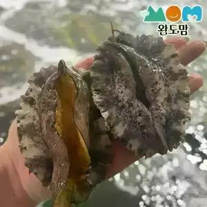 완도 활 전복 1kg 11-13미 대전복 횟감용 구이용 찜용 살아서 도착+세척솔 증정