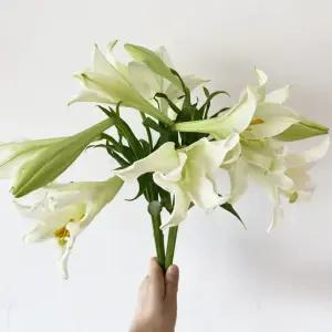 오후의 꽃 우리타워 백합 3대 백합꽃 꽃배달 싼곳 생화 택배