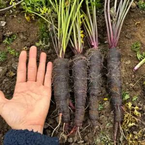 국내산 정품 보라색 자색당근 1kg 13-15개 내외