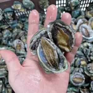 완도 참 꼬마전복 1kg(40-60미) 깡전복