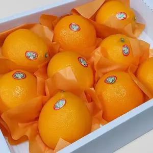 제주 황금향 선물세트 중과 5kg