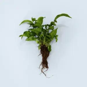 코니오그램 세척 모종 소형 수경재배 식물 키우기쉬운 인테리어 실내공기정화 식물