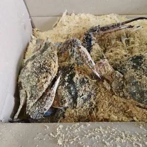 태안 활 톱밥 꽃게 3kg 12미 내외 제철꽃게