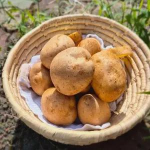 가정용 수미감자 10kg (왕특)