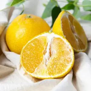 제주 황금향 맛있는 제주도 농장 (가정용) 황금향 10kg 중대과