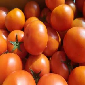 산지직송 완숙토마토(3-4번) 5kg 내외