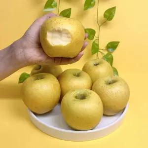 시나노골드 5kg 경북 청송 안동 문경 사과 제철 부사 홍로 감홍 꿀사과