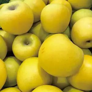 시나노골드 사과 늘품 가정용 못난이 흠집 새콤달콤