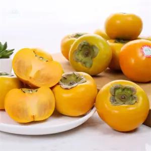 준브라더스 햇단감 10KG 41-50과