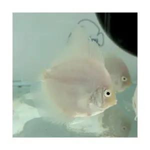 [주니멀열대어][디스커스키우기] 화이트 다이아몬드 [ 2.5인치 / 6cm 내외 ]관상어