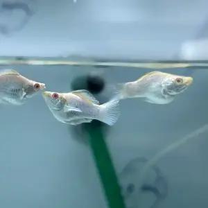 [주니멀열대어][난태생 보석눈몰리 ] 플래티넘 레드아이 몰리 1쌍관상어