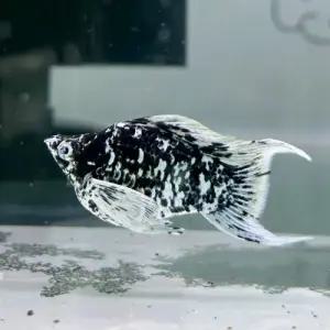 [주니멀열대어][난태생 보석눈몰리 ] 마블 블루아이 몰리 1쌍관상어