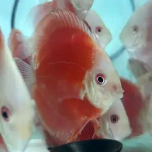 [주니멀열대어][디스커스키우기] 레드멜론 디스커스 [ 2.5