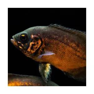 [주니멀열대어][시클리드] 타이거 레드 오스카 8~10cm 내외관상어