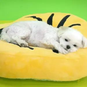 패리스독 피너츠 우드스탁 베드